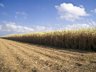 Sugar Cane Farm